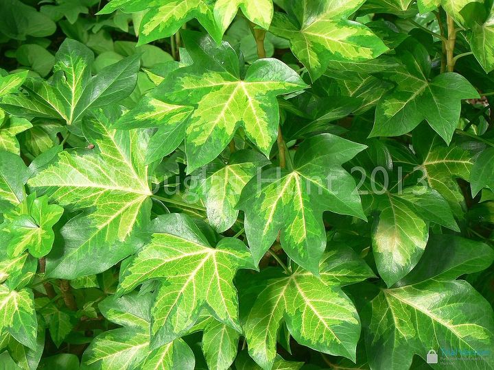 variegated foliage yea or nay, gardening, I d give this a thumbs up