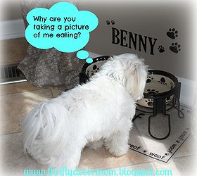 how to decorate pet areas amp save money, home decor, pets animals, Benny s food water are near our kitchen table but not in a high traffic area He tends to eat when he see s us at the table eating