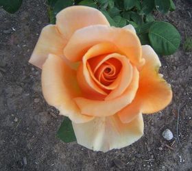 easy tips for pruning roses, gardening, Rose Marilyn Munroe specimen rose