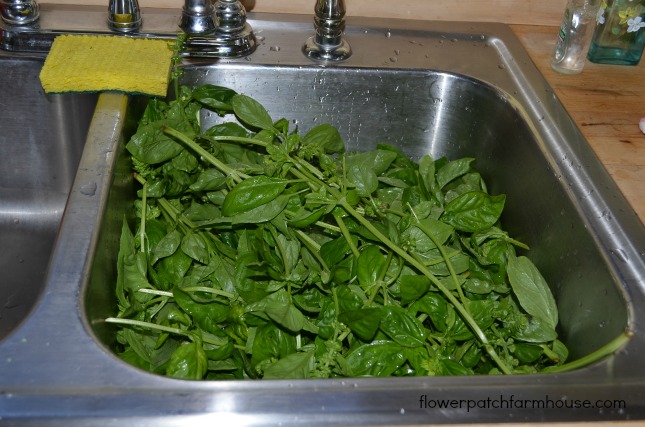 buried in basil make pesto recipe included, gardening, Rinse it well