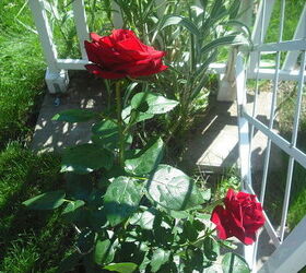 sharing my roses and flowers with garden 3, flowers, gardening, hibiscus, Like velvet