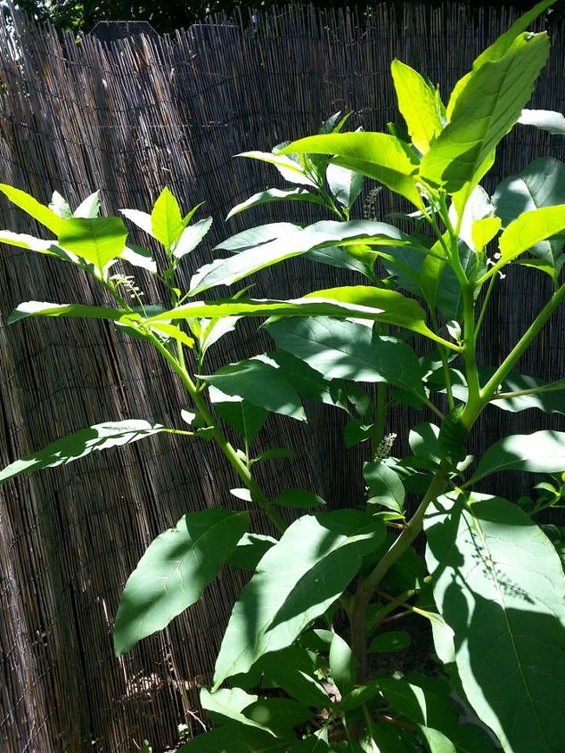 i m stumped plant identification needed, flowers, gardening