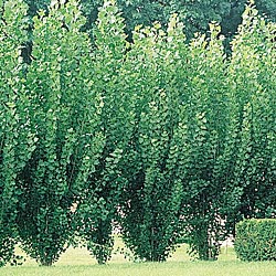 lombardy poplars, gardening