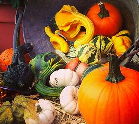 using gourds in your fall planters, gardening, seasonal holiday decor, Picked all these gourds myself