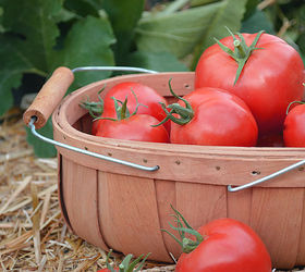 have an abundance of tomatoes preserve them by sun drying, container gardening, gardening, homesteading, Start with fresh ripe tomatoes firm and unblemished