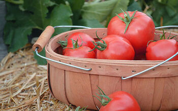  Você tem muitos tomates? Preserve-os secando ao sol