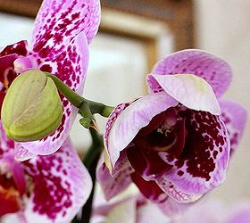 caring for orchids, gardening, Mist with water weekly Do not place over a direct heat source or in a draft