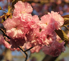 spring is blooming, flowers, gardening, perennials, Flowering Cherry