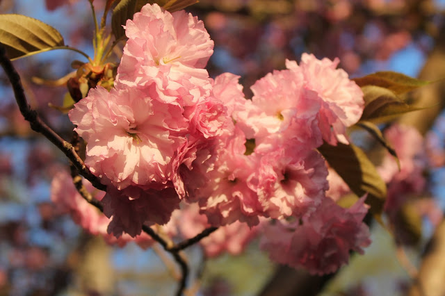 spring is blooming, flowers, gardening, perennials, Flowering Cherry