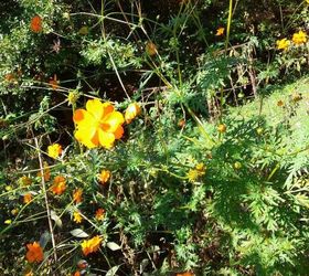 my 2013 flowers, flowers, gardening, hibiscus, different angle of the cosmos w marigolds below