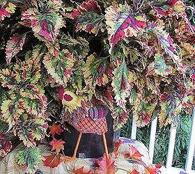 coleus plant, gardening, outdoor living, My country chicken sure blends in