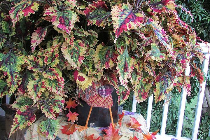 coleus plant, gardening, outdoor living, My country chicken sure blends in