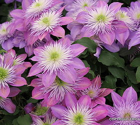 q looking for a clematis to try here is one i like from the chelsea flower show in, flowers, gardening