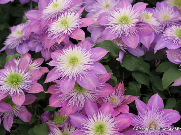 q looking for a clematis to try here is one i like from the chelsea flower show in, flowers, gardening