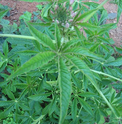 there are several plants whose leaves resemble marijuana two of the most common ones, flowers, gardening, hibiscus, cleome leaf