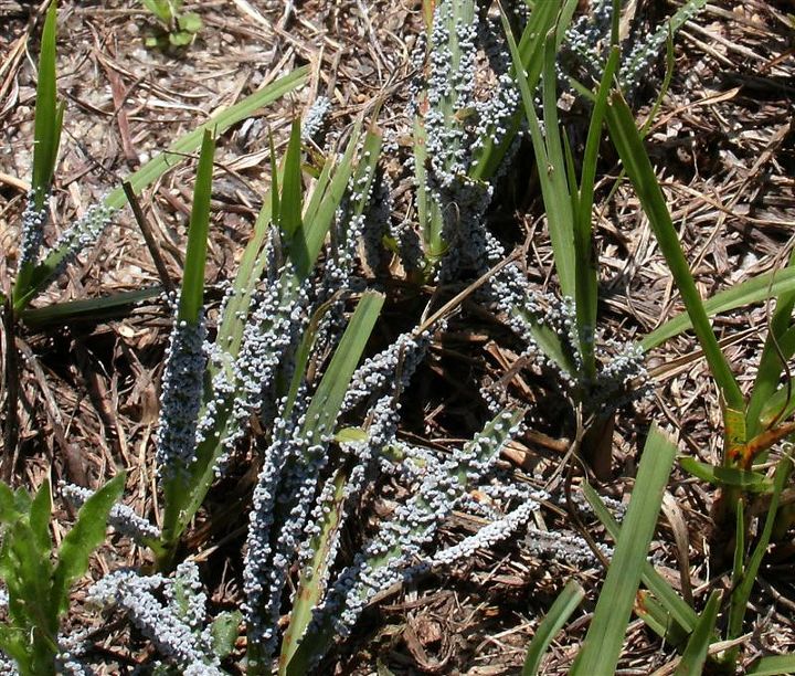 q what is this on my grass and my neighbor s grass it s greyish at a distance this is, gardening, Something on my grass