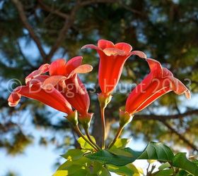 fall color florida style, gardening, Crossvine Bignonia capreolata Tangerine Beauty