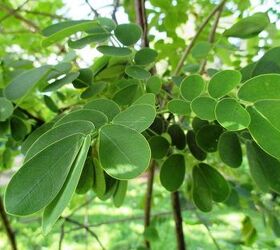 cassia tree, gardening, Favorite Cassia Leaves