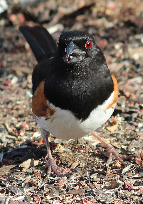 too many birds to count, pets animals, Rufus sided Towhee male