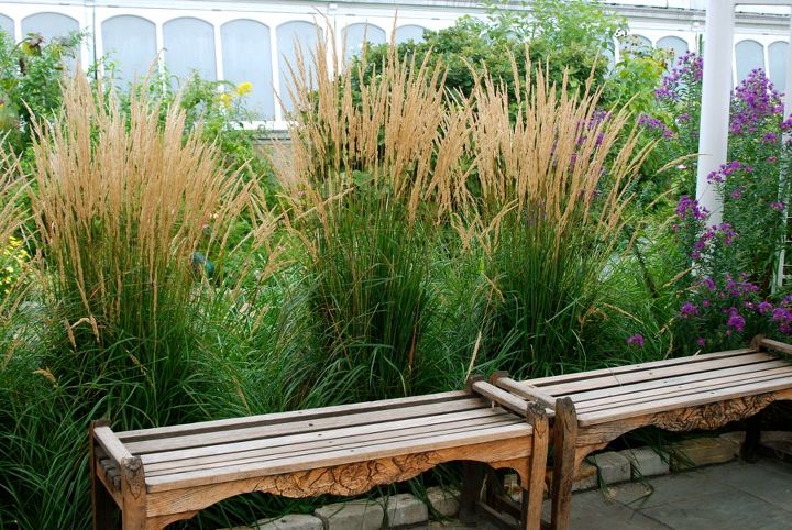 phipps conservatory in fall, gardening, Feather reed grass Calamagrostis Karl Foerster makes a pretty backdrop for these wood benches in the pavilion