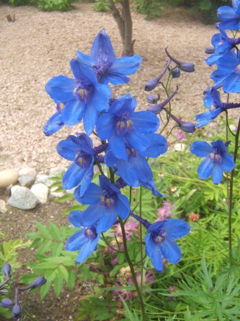 gardening with blue, flowers, gardening, Delphinium great tall perennial