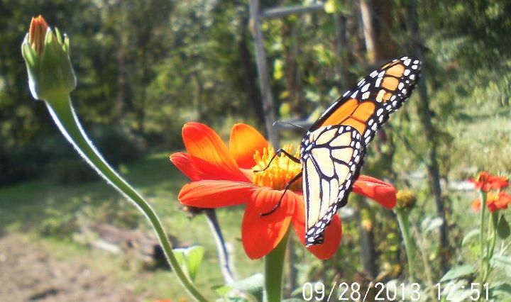 made my day butterflies and bee s still lingering about a monarch, gardening, pets animals
