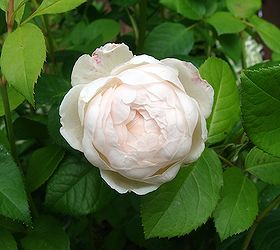 cottage garden flowers, flowers, gardening, outdoor living, Windemere old fashioned rose