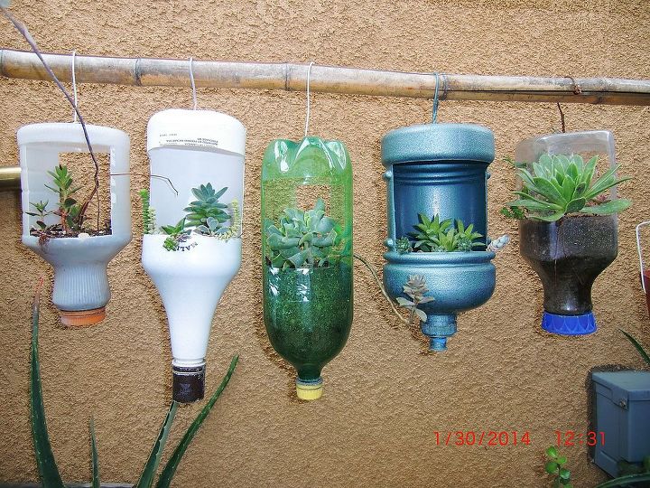 my new hobby collecting different kinds of succulent plants, flowers, gardening, home decor, succulents, repurposing plastic bottles as planter