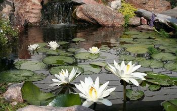 Brighten your water garden with white water lilies