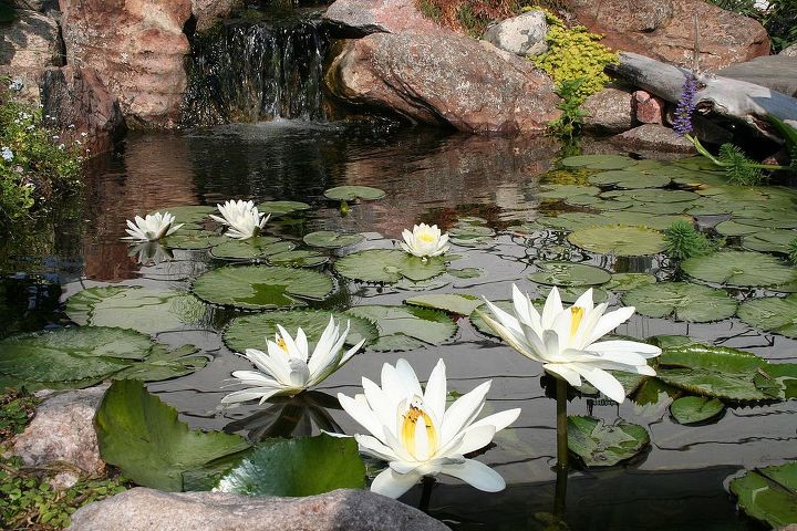 brighten your water garden with white water lilies, flowers, outdoor living, ponds water features, N odorata and N Wood s White Night flowering in an 8 x 11 water garden