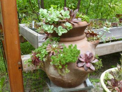 favorite uses for terracotta clay pots, flowers, gardening, succulents, The old strawberry pot may be showing it s age but it still gets planted anew every year Here s some more on that topic
