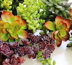 If you're a succulent-lover, try this showstopping, 1-hour door accent