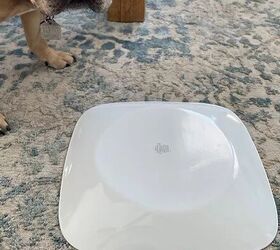 Put a plate on your rug to copy this $1 cleaning hack