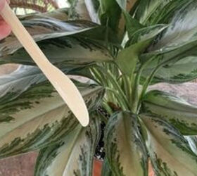 Grab a plastic knife for this free trick to keep your houseplants alive