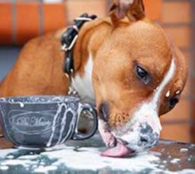 3 toxic foods for dogs: The one meat you should never feed your dog