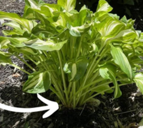 This garden trick is the $0 way to double your hostas