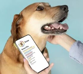 Uncover breed mix, screen for over 250 genetic health risks, and connect on a deeper level with your pup