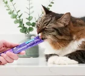 Keep your pets' teeth healthy with zero effort with these treats