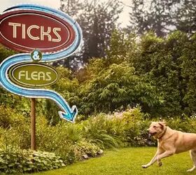 How to protect your household from fleas and ticks this season (super important!)