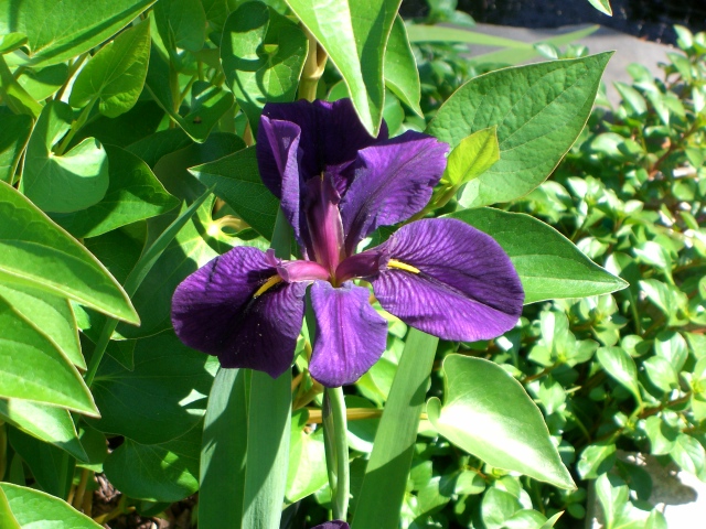 plants around my koi pond, gardening, ponds water features, Iris in the spring
