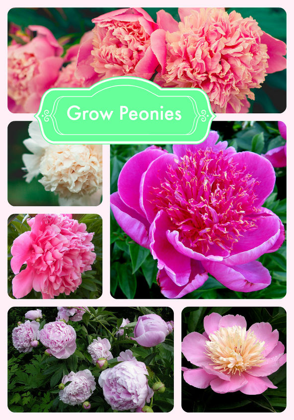 grow peonies, flowers, gardening