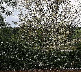 here is the state flower for georgia blooming at callaway gardens march 22 do you, flowers, gardening