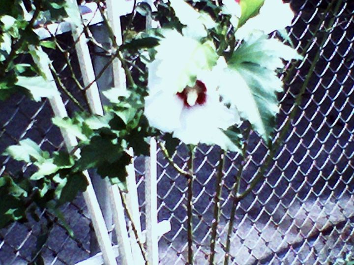 lilies rose of sharron euchanasia are in bloom, gardening, Roses and Rose of Sharron bighten up the view of the fence along our neighbors drive way