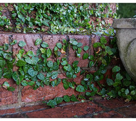 my home, curb appeal, outdoor living, porches, Creeping fig on the porch steps