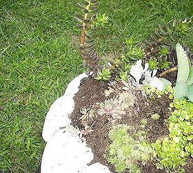 succalents planted in a bird bath made into a planter, curb appeal, gardening, Planting plants