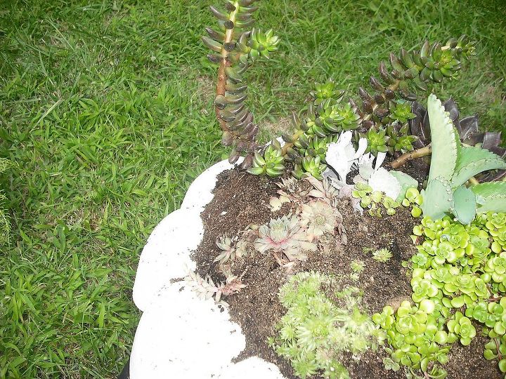 succalents planted in a bird bath made into a planter, curb appeal, gardening, Planting plants