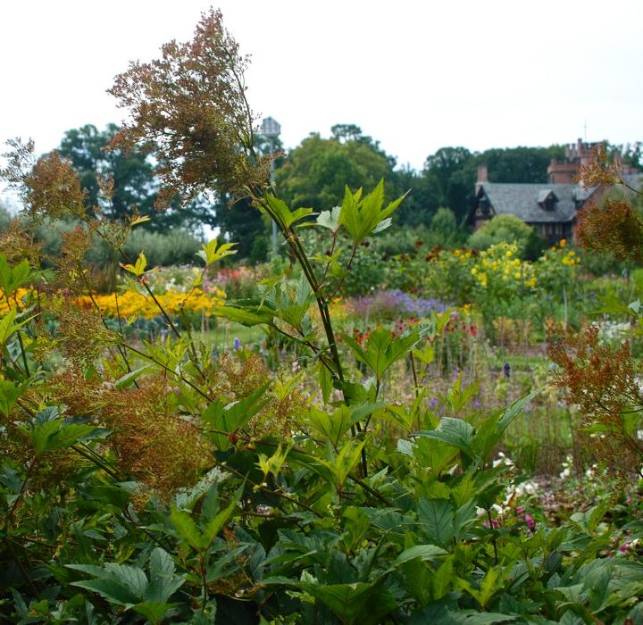 stan hywet s great garden part 2 the cutting garden, flowers, gardening, landscape, Looking over the Cutting Garden to the Hall The dried flower spikes of Filipendula in the forefront is part of the north perennial border that separates the Cutting Garden from the rest of the Great Garden