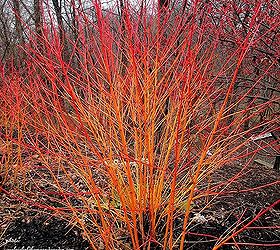 winter color in the garden, flowers, gardening, There are many varieties of colorful dogwood shrubs to brighten your winter landscape