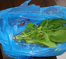radishes after harvesting, gardening