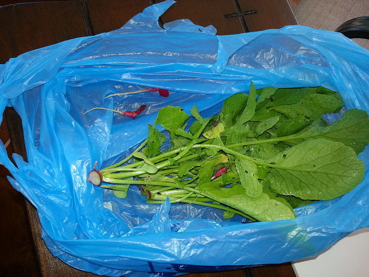 radishes after harvesting, gardening